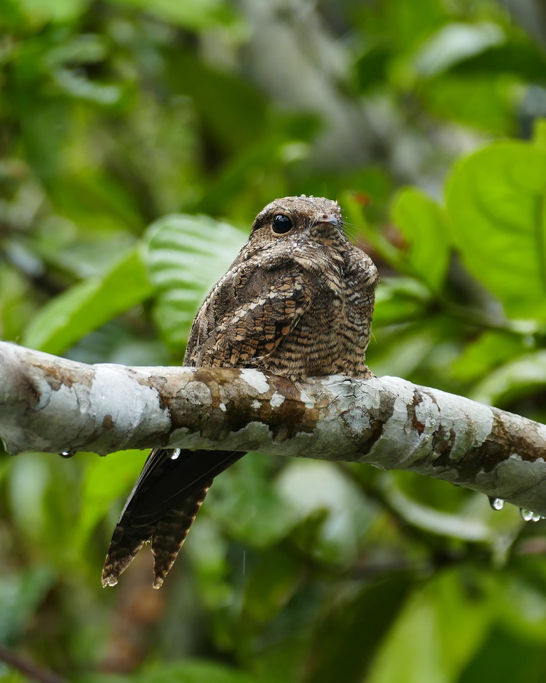 Birdwatching sessions