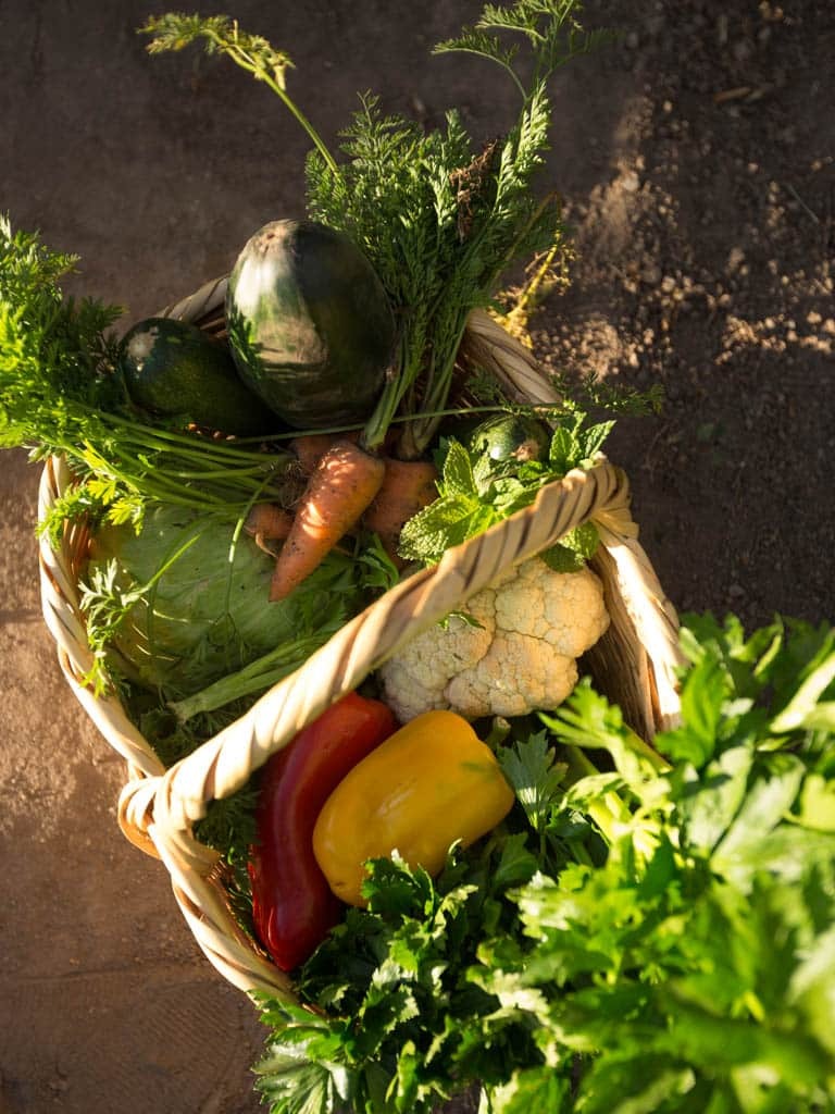 ORGANIC GARDEN