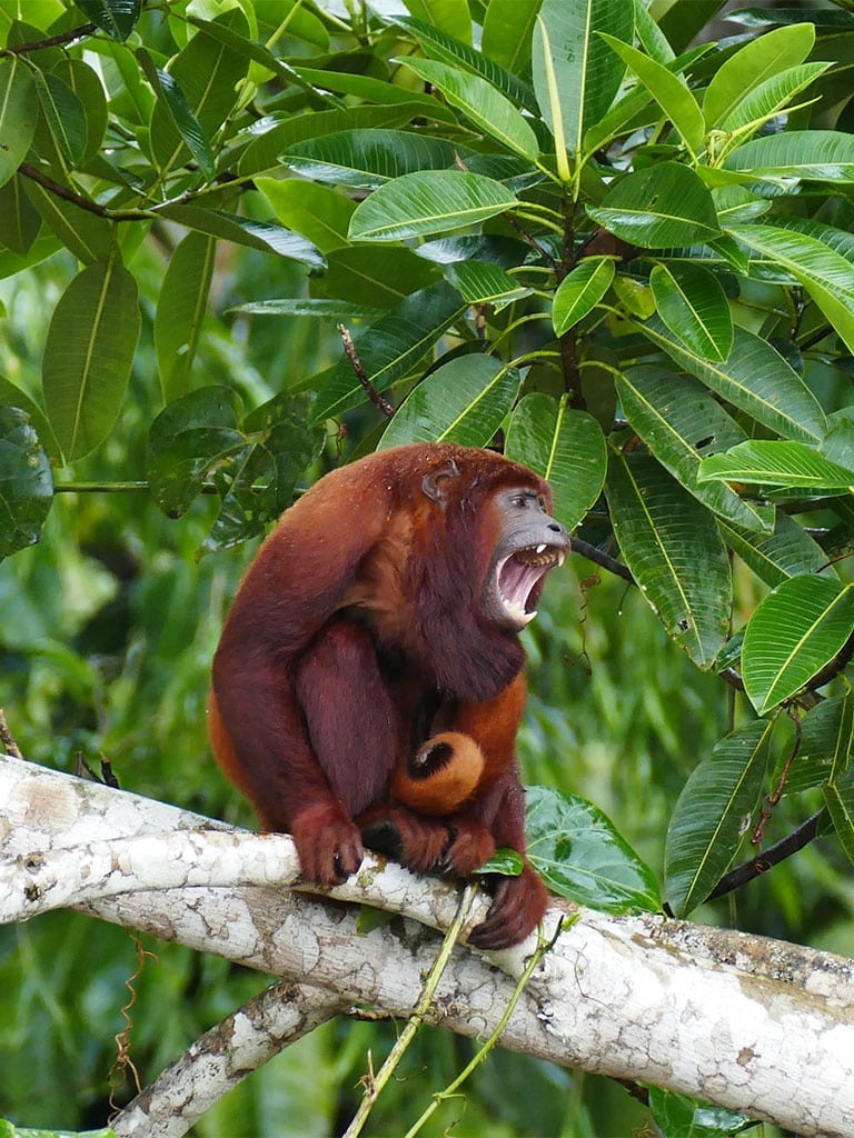 HOWLER MOKEY