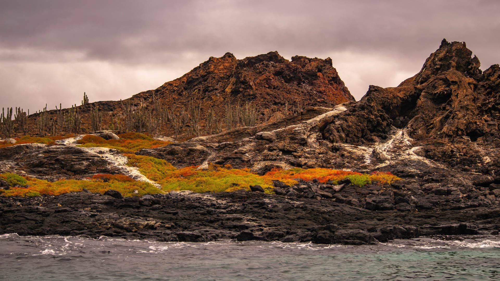 imgi_19_Galapagos-Flora-and-Fauna-Endemic-20_desktop