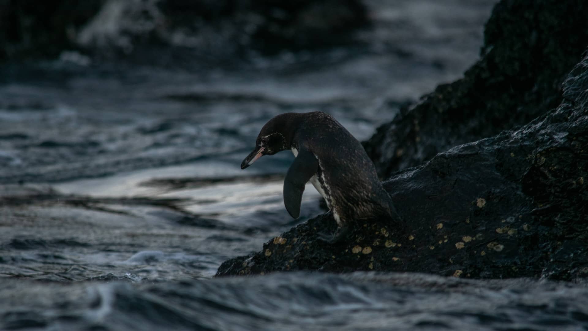 imgi_20_Meta-wildlife-July-18-41_desktop
