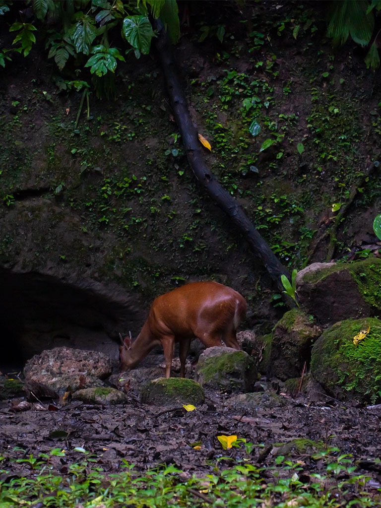 YASUNI WILDLIFE