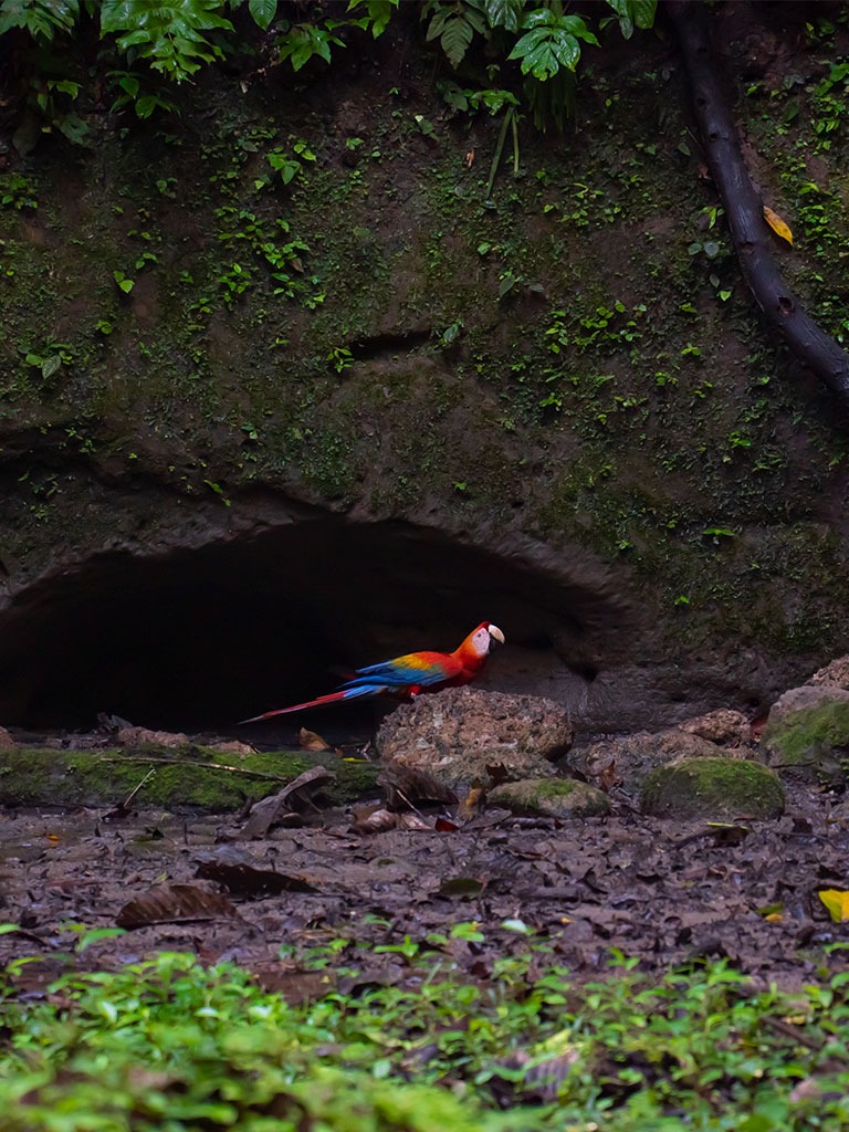 SCARLET MACAW