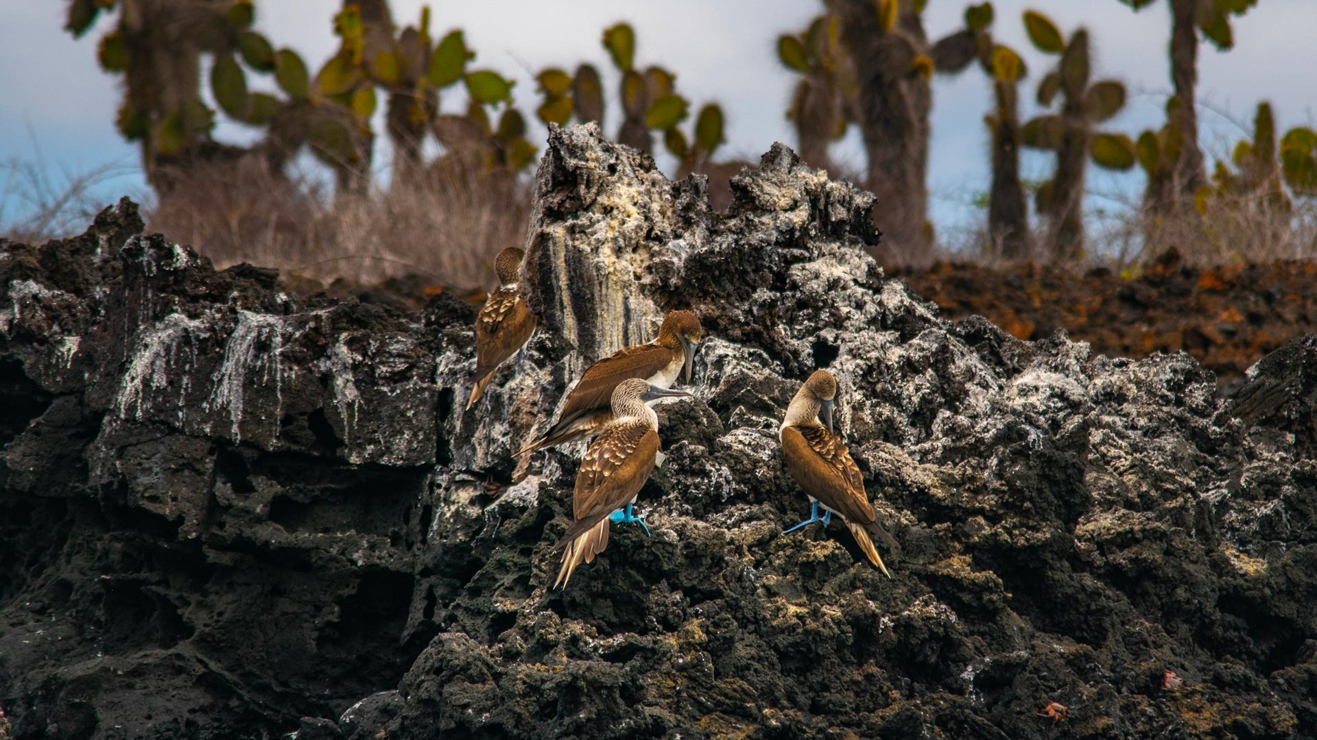 imgi_23_Galapagos-Flora-and-Fauna-Endemic-46_desktop