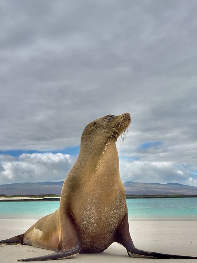 LOBOS ISLAND