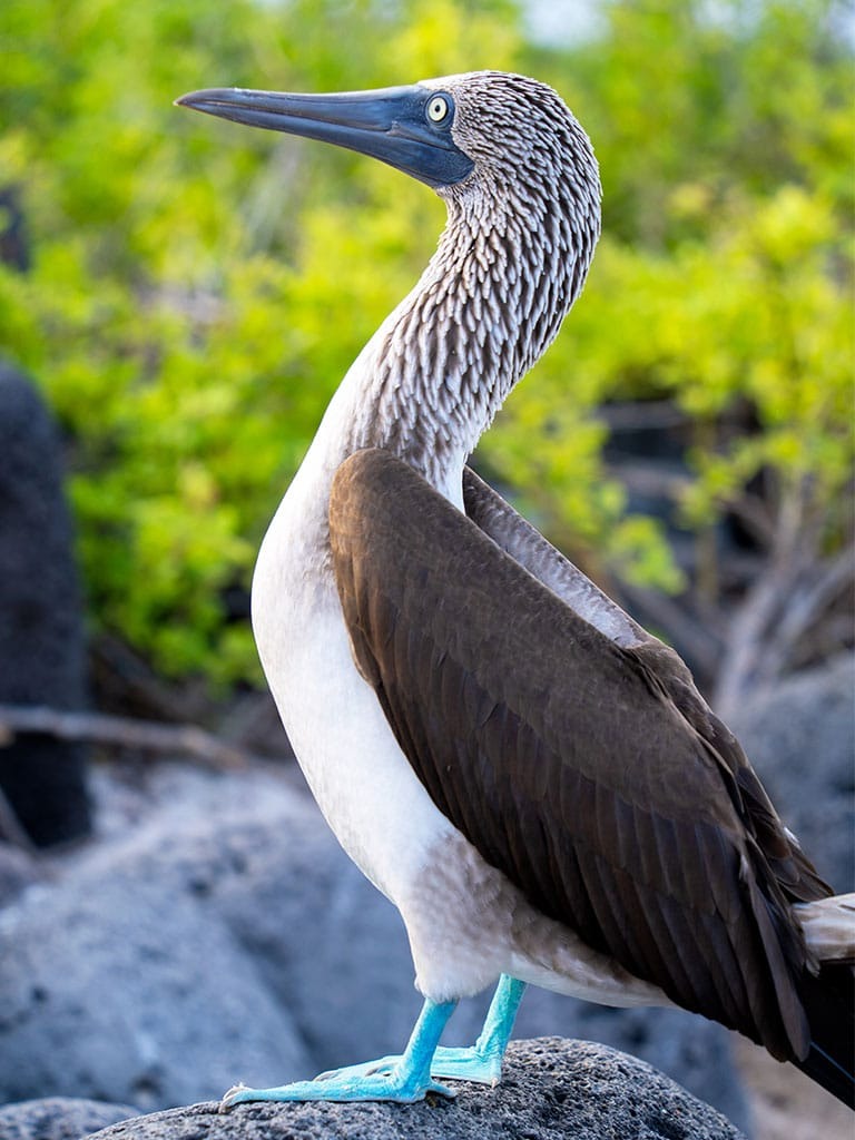 BLUE FOOTED BOOBIES