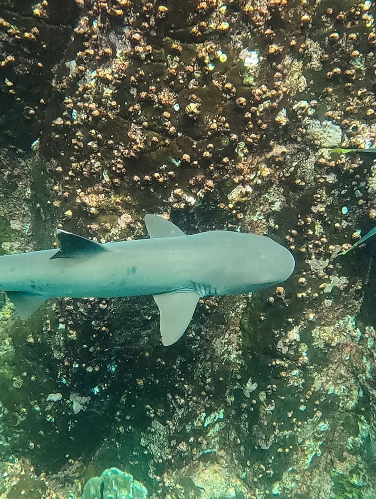 SNORKEL WITH SHARK