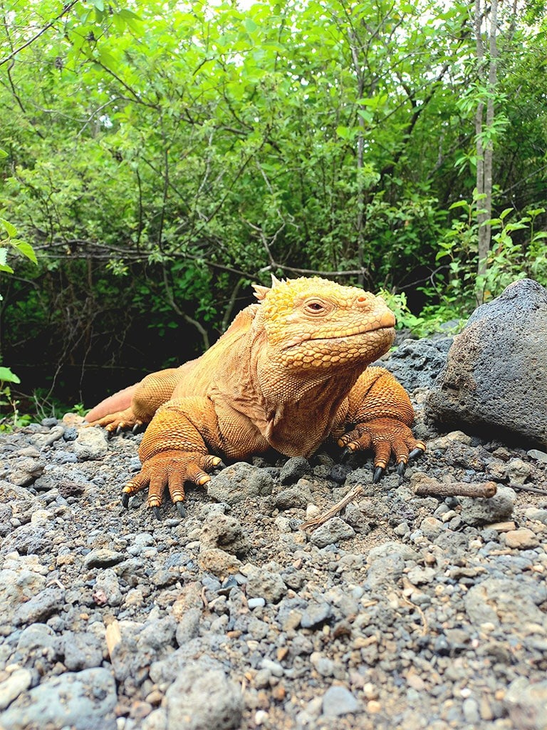 LAND IGUANA