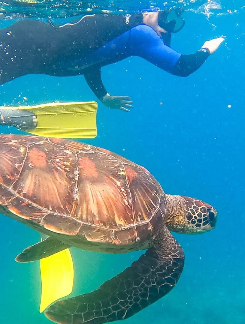 SNORKEL