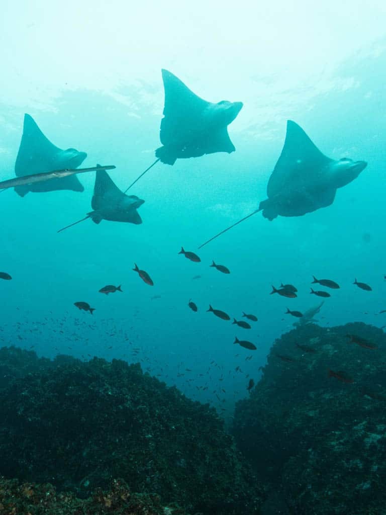 RAYS