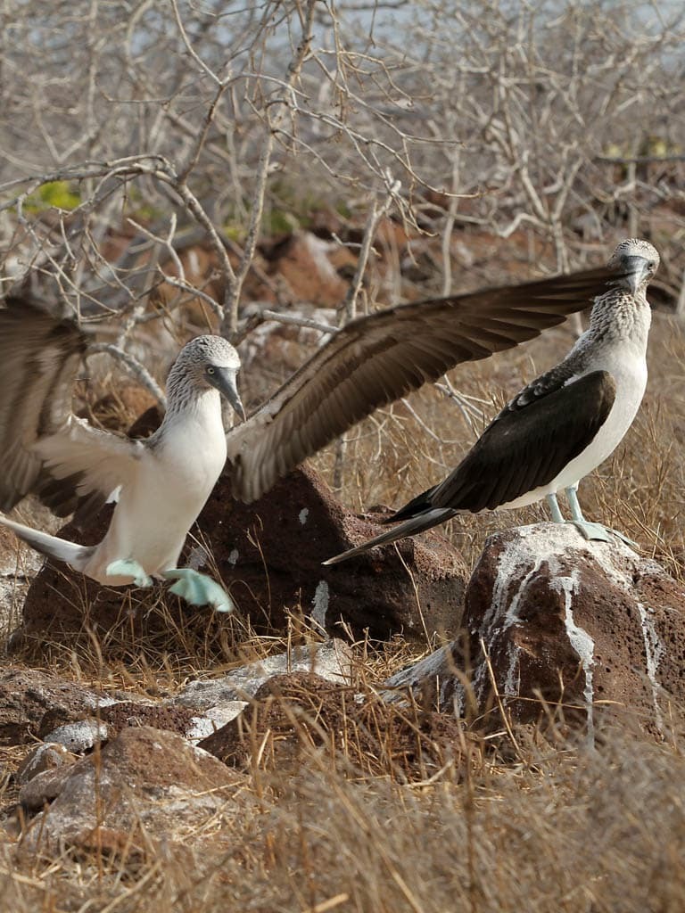 BLUE - FOOTED BOOBIES