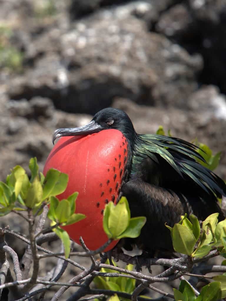 FRIGATEBIRD