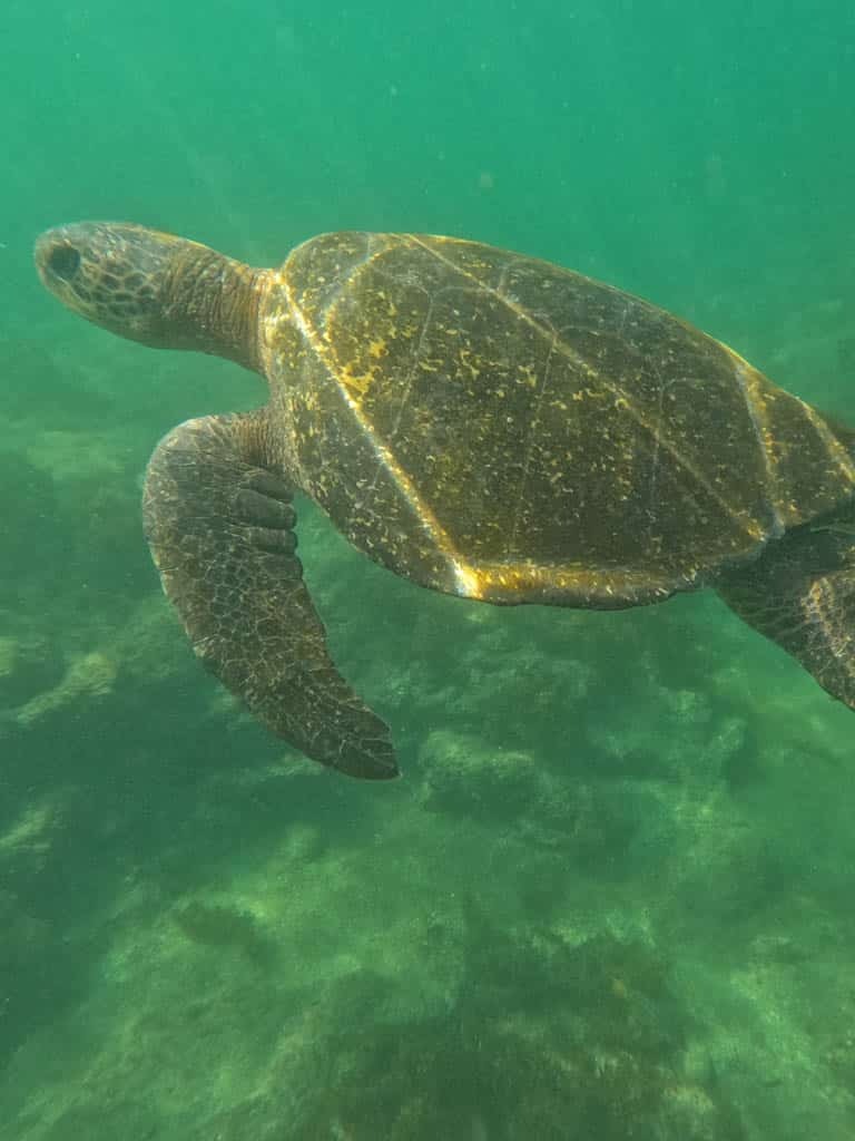 GREEN SEA TURTLES