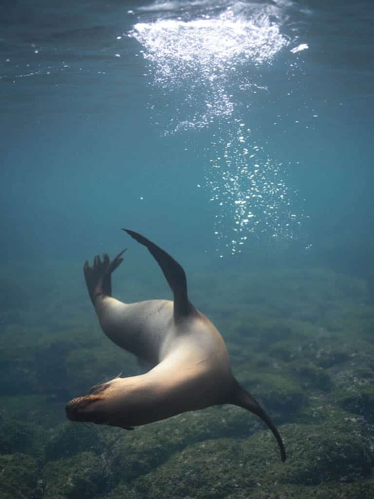 SEA LIONS