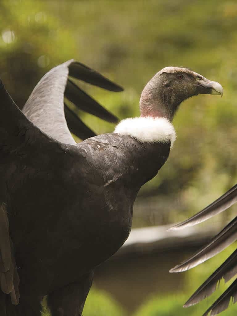 Andean condor