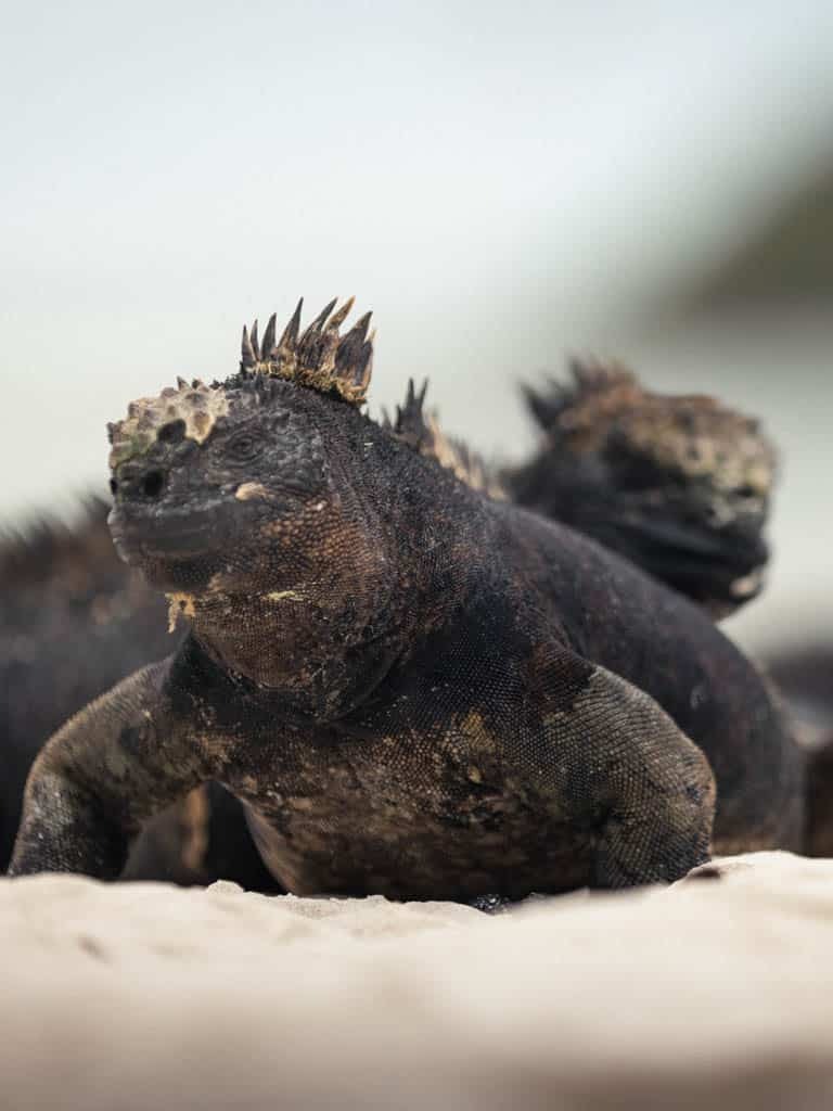 WILDLIFE